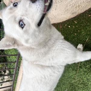 Image of Unknown, Found Dog