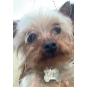 Image of Cash, Lost Dog