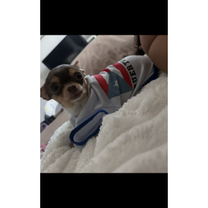 Image of Nylah, Lost Dog