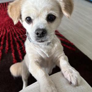 Image of Unknown, Found Dog