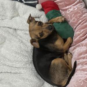 Image of Miko, Lost Dog