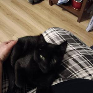 Image of Tiffany, Lost Cat