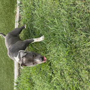 Image of Unknown, Found Dog