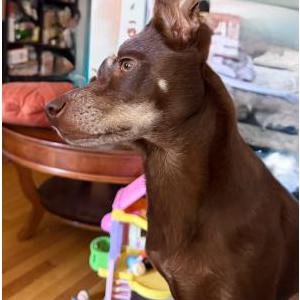 Lost 1 Tootsie (IL)