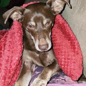2nd Image of Tootsie, Lost Dog