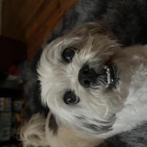 Image of Ralph, Lost Dog