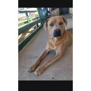 Image of Unknown, Found Dog