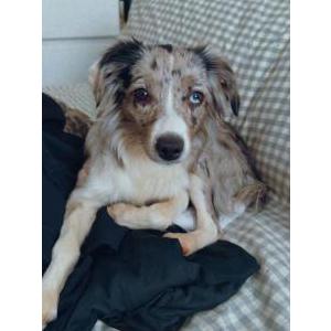 Image of Halo, Lost Dog