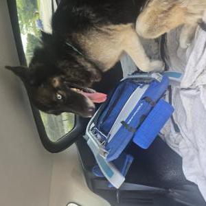 Image of Teddy bear, Found Dog