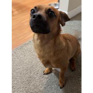 Image of Colby, Lost Dog