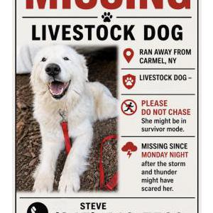 Image of Tashi, Lost Dog