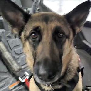 Lost 1 Riley (California)