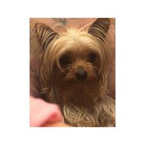 Image of Pepe, Lost Dog