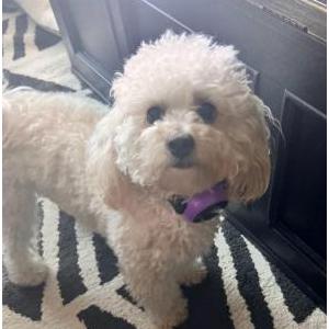Lost 1 Sunie (California)
