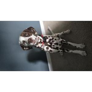 Image of Pollo, Lost Dog