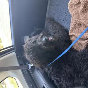 Image of Unknown, Found Dog