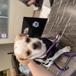 Image of Unknown, Found Dog