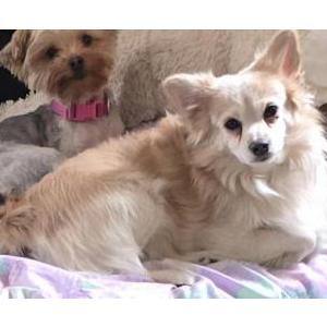 Image of Sir, Lost Dog