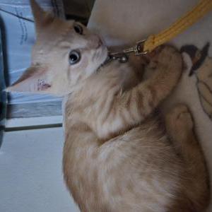 Image of Yoshi, Lost Cat