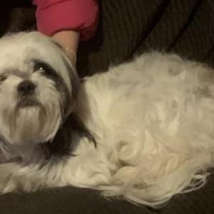 Image of Ellie, Lost Dog