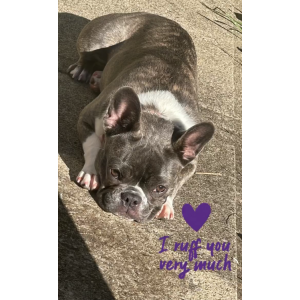 Image of Sevyn, Lost Dog
