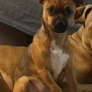 Lost 1 Zev (Michigan)
