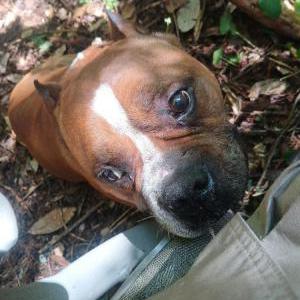 Lost Dog Tank