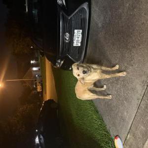 Image of Unknown, Found Dog