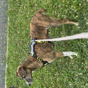 Lost 1 Bella (Delaware)