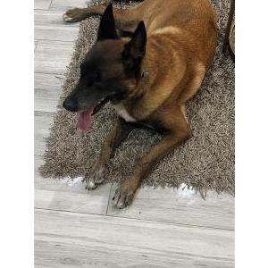 Found Dog Un known