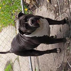 Image of Bally, Lost Dog