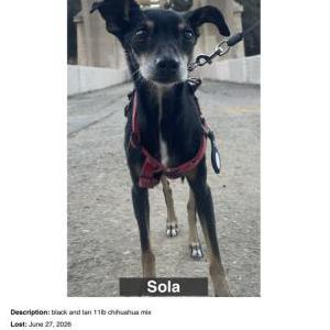Image of Sola, Lost Dog