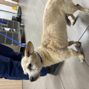 Image of Unknown, Found Dog