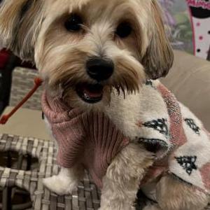 Image of Mila, Lost Dog