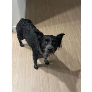 Image of Unknown, Found Dog