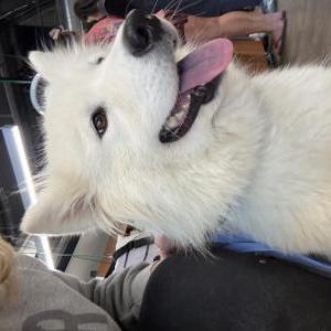 Image of Unknown, Found Dog