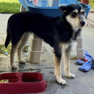 Image of Unknown, Found Dog