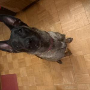 Image of Cookie, Found Dog