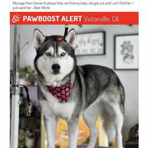 Image of Luna, Lost Dog