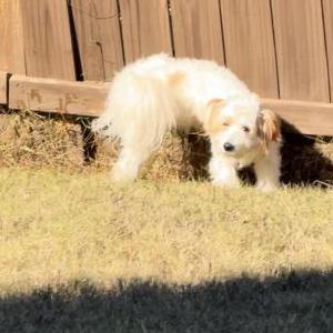 Image of Kane, Lost Dog