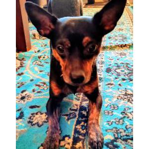 Image of Javier, Lost Dog