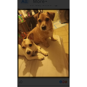 Image of Bandit, Lost Dog