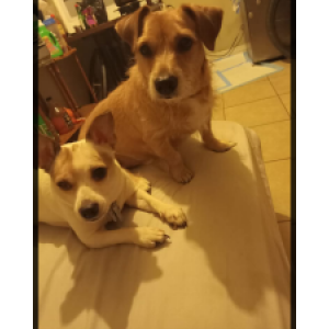 Image of Bandt ,Harley,, Ben, Lost Dog