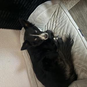Image of Tally, Lost Dog