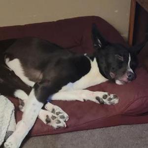 Image of Skunky, Lost Dog