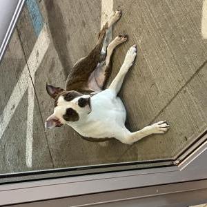 Image of Unknown, Found Dog