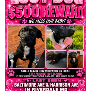 Lost Dog Texi