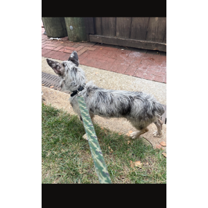 Image of unknown, Lost Dog
