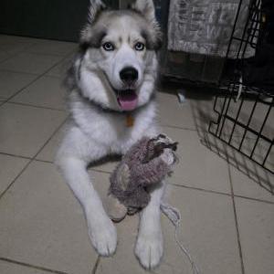 Image of Whiskey, Lost Dog