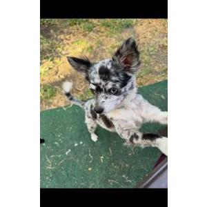 Image of Luna, Lost Dog